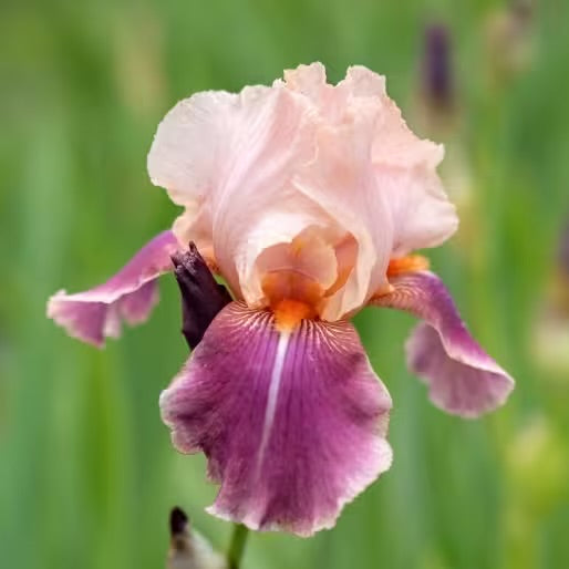 Iris ‘Wine & Roses’