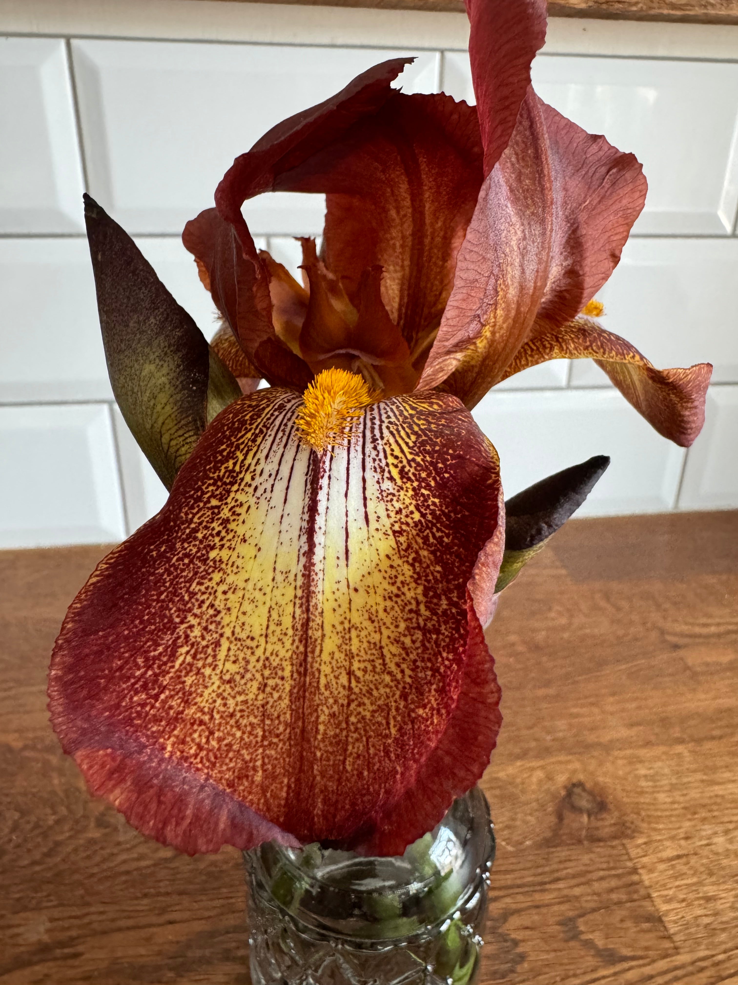 Iris ‘Kent Pride’