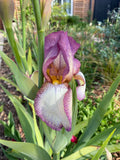 Iris ‘Benton Lorna’