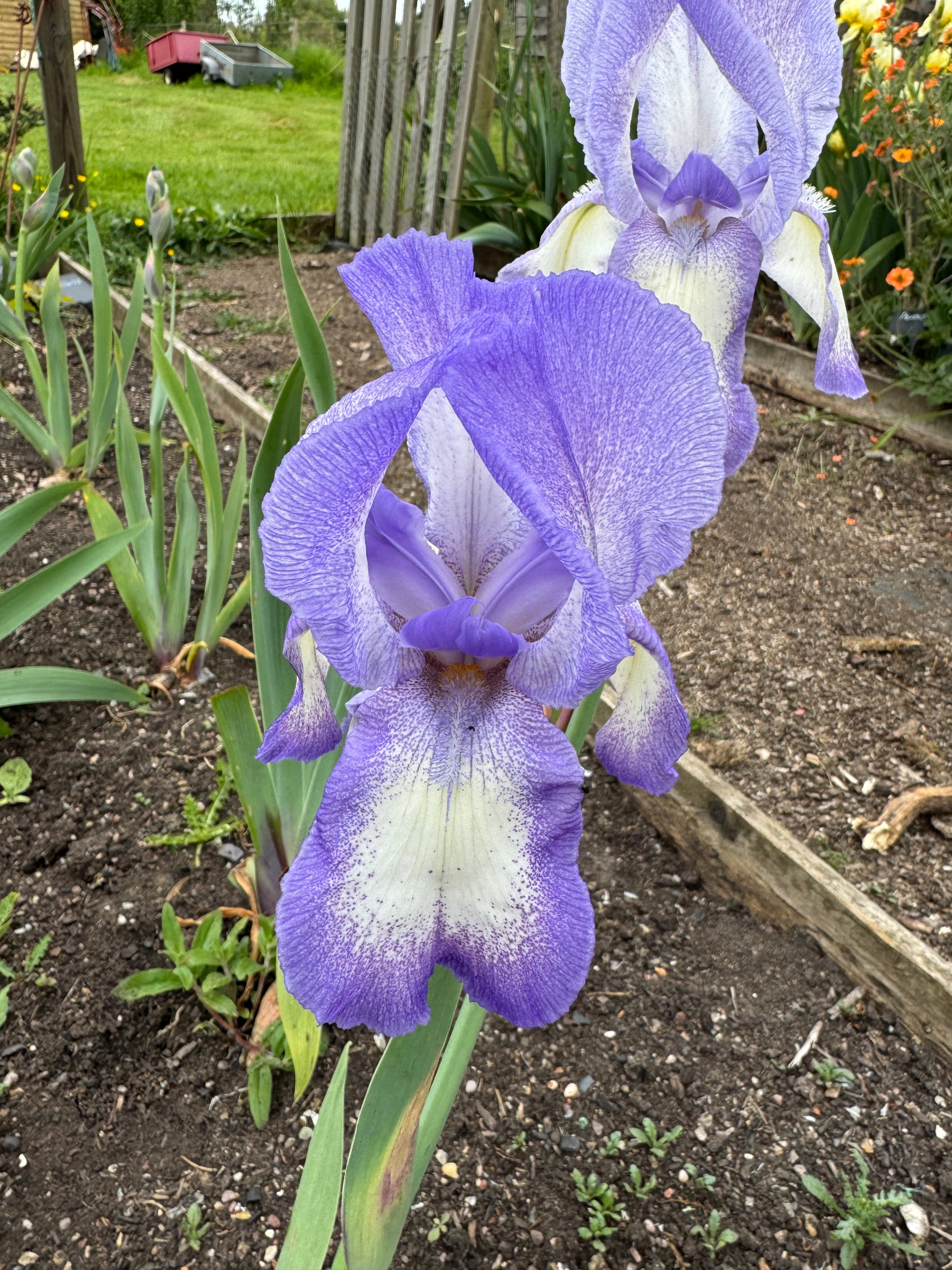 Iris ‘Blue Shimmer’