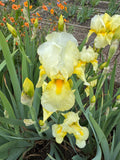 Iris ‘Lady Paramount’